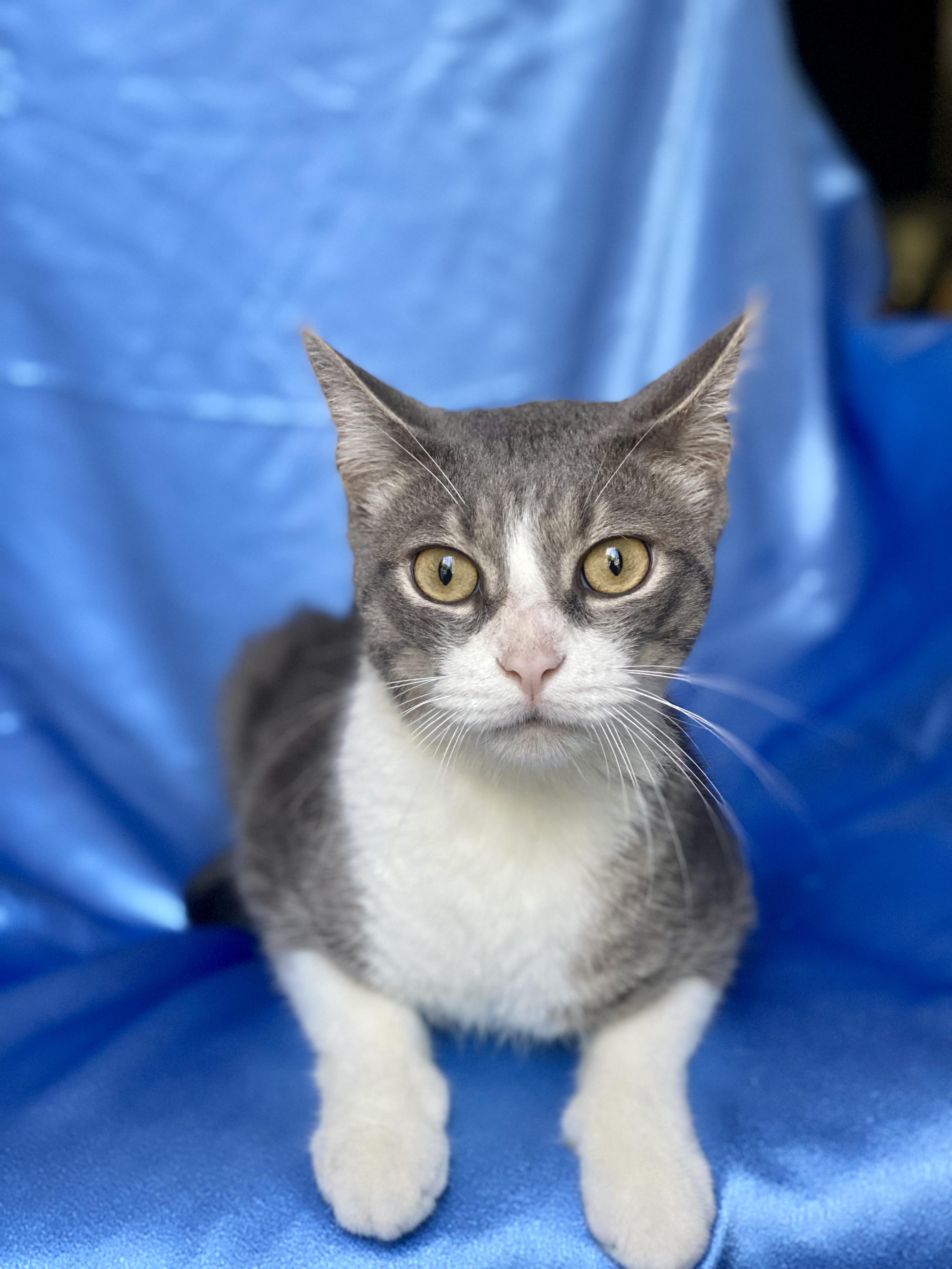 Enlarge MISO, a ADOPTABLE Domestic Short Hair in Rowland Heights, CA image 3/3