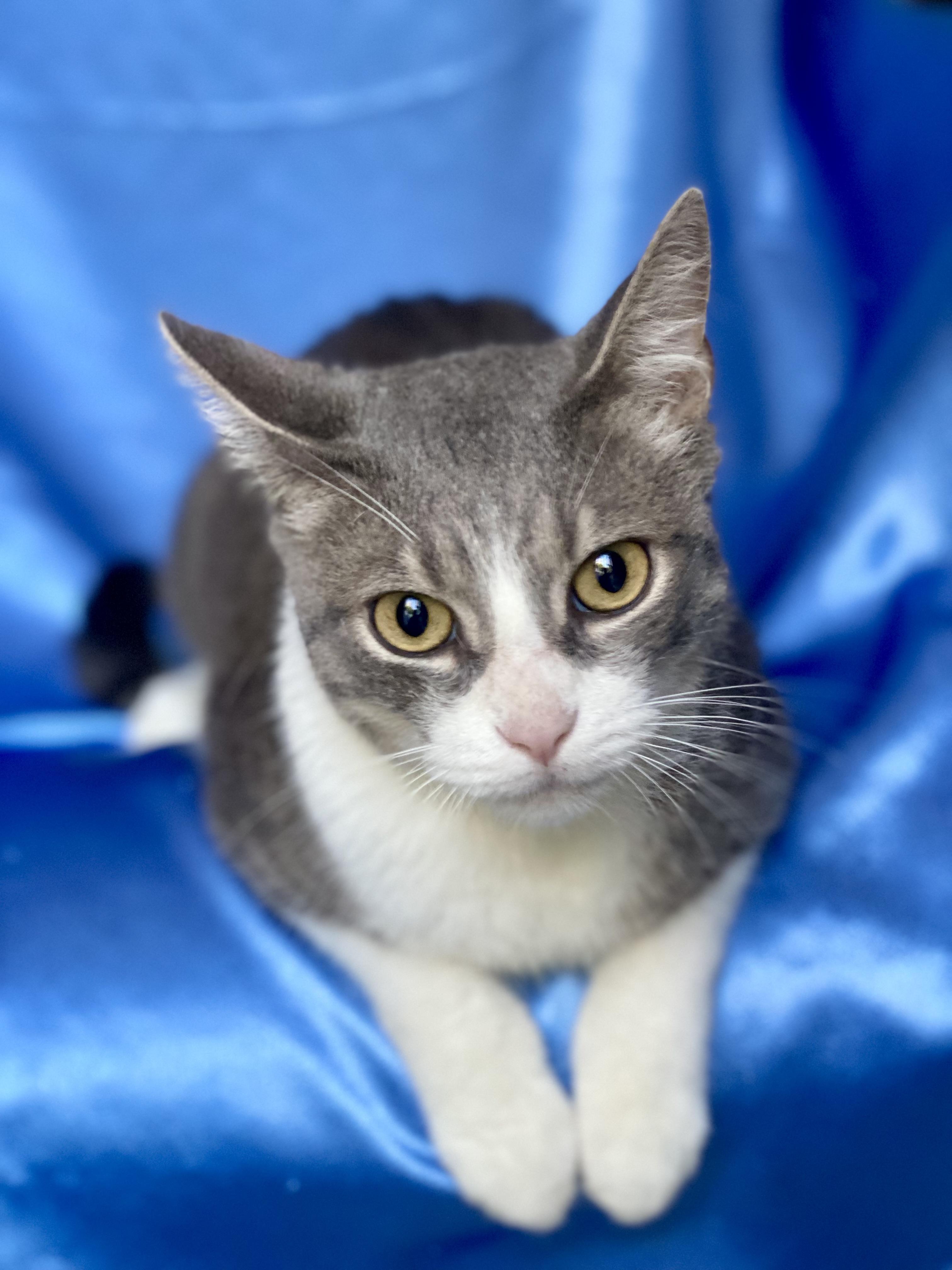 Enlarge MISO, a ADOPTABLE Domestic Short Hair in Rowland Heights, CA image 1/3
