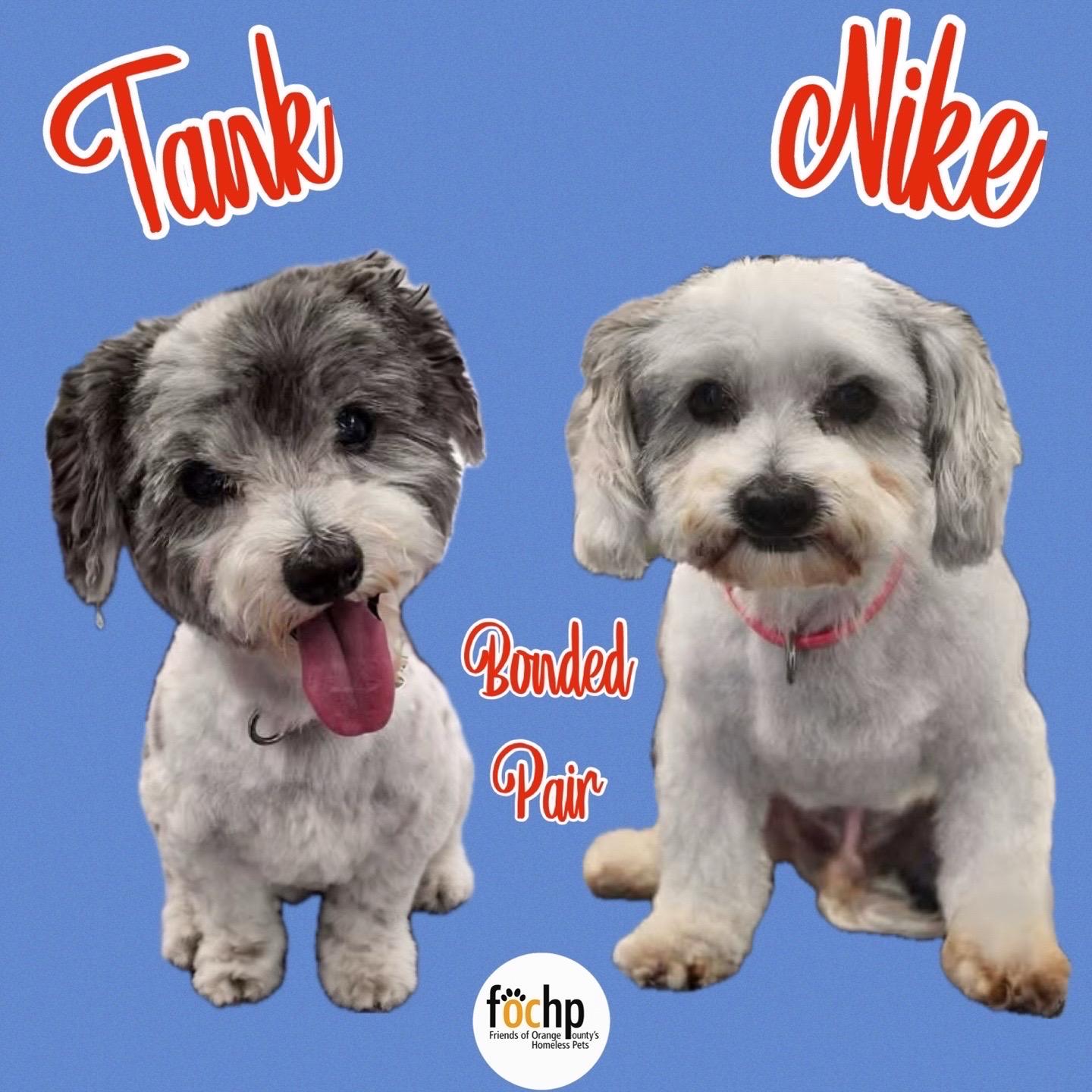 Tank and Nike, Senior Male unknown
