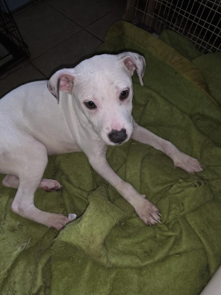 Enlarge Poki, a Adoptable mixed breed in Pottstown, PA image 2/6