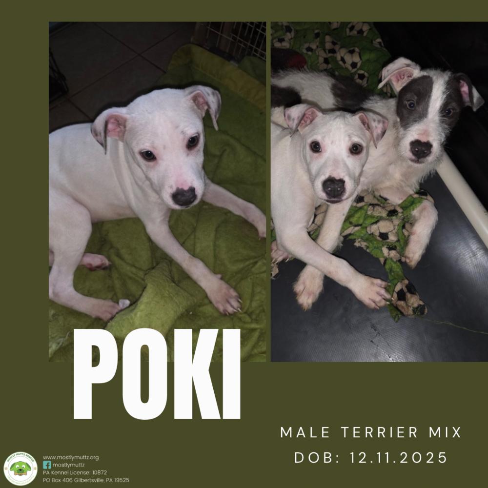 Poki, Adoptable, Puppy Male Terrier.