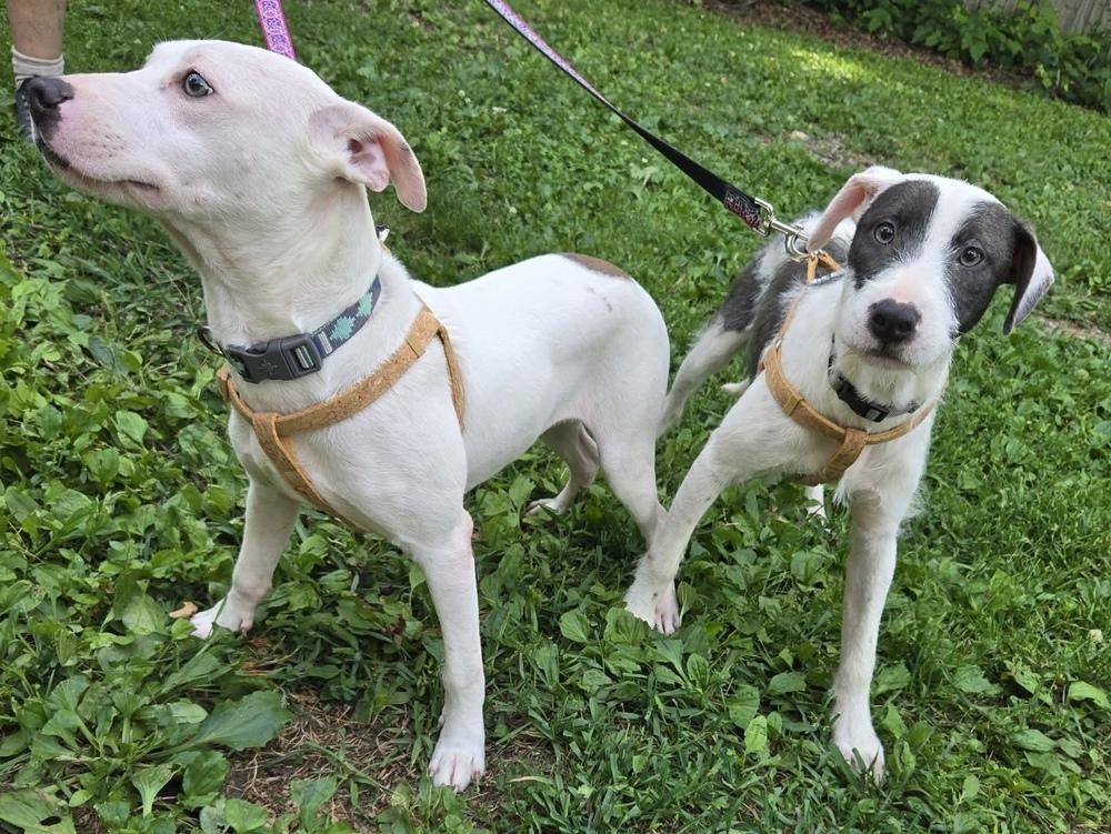 Enlarge Poki, a Adoptable mixed breed in Pottstown, PA image 3/6