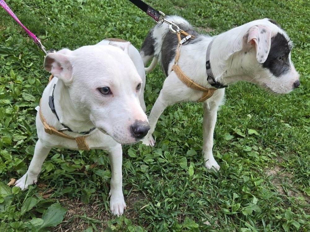 Enlarge Poki, a Adoptable mixed breed in Pottstown, PA image 4/6