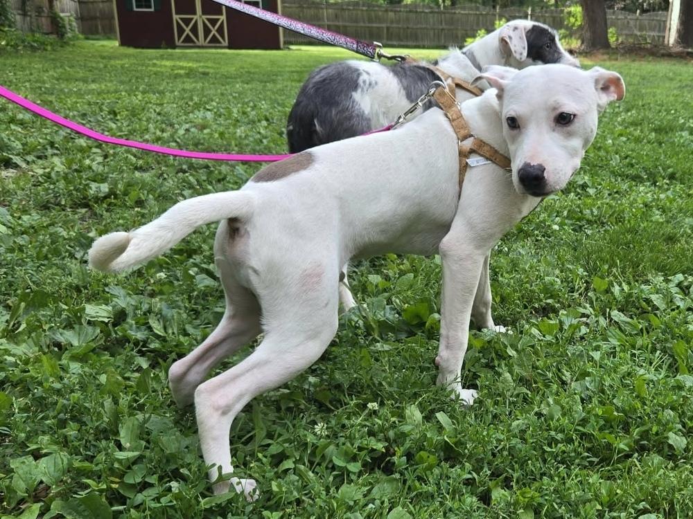Enlarge Poki, a Adoptable mixed breed in Pottstown, PA image 5/6
