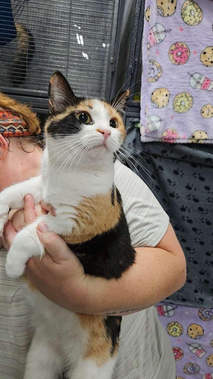 SARA