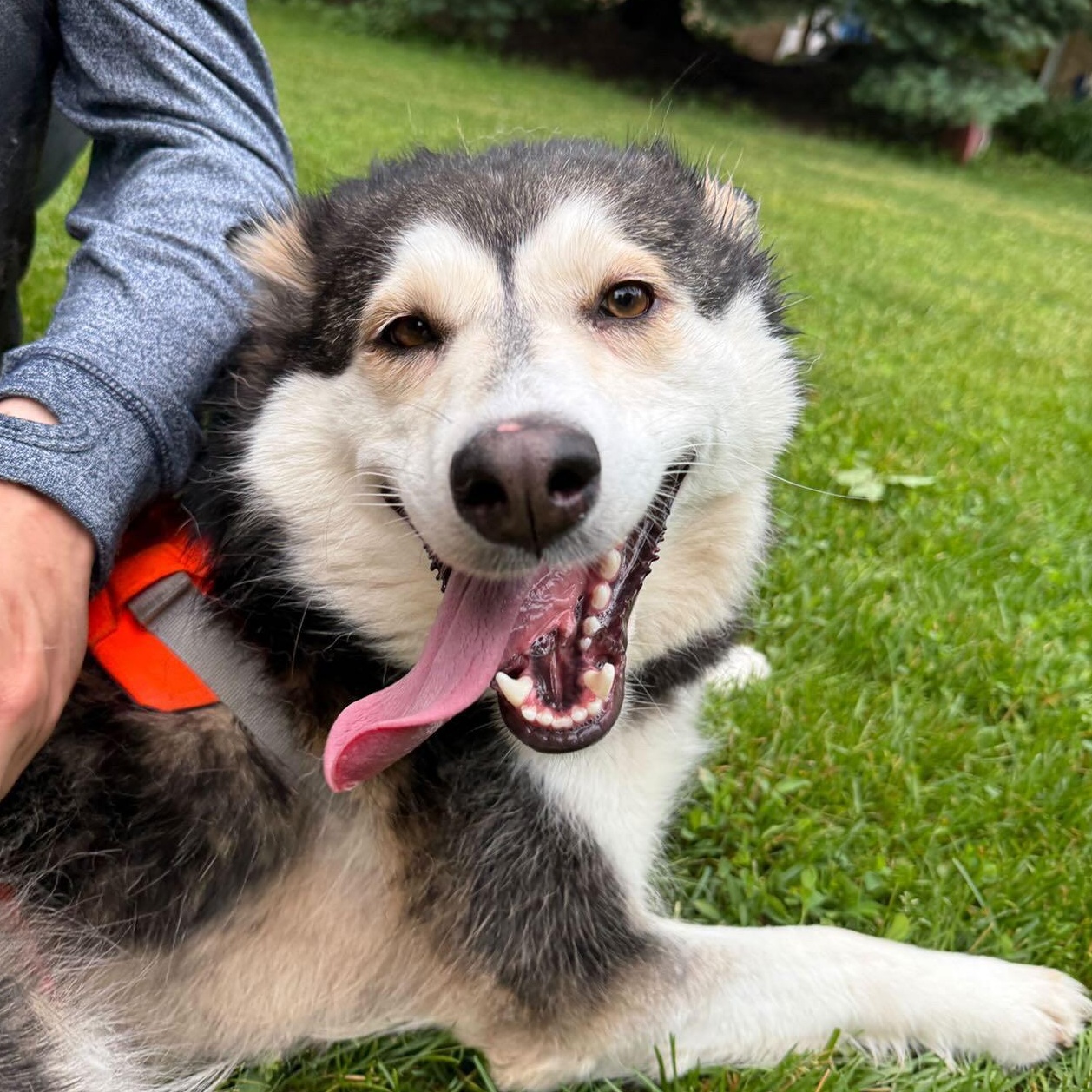 Enlarge Misty, a Adoptable mixed breed in Aurora, ON image 4/6