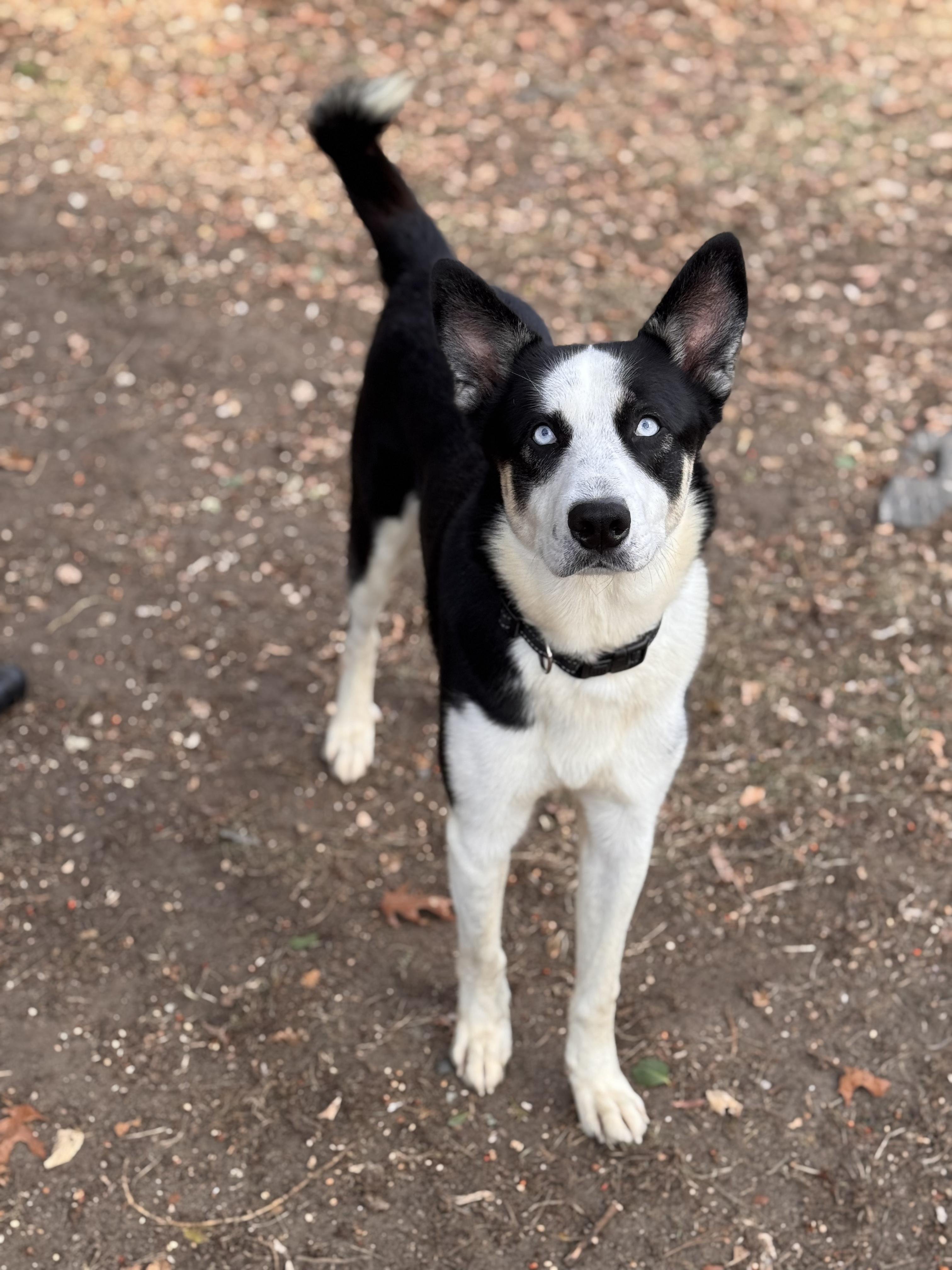 Sky, ADOPTABLE, Young Male Border Collie & Husky.