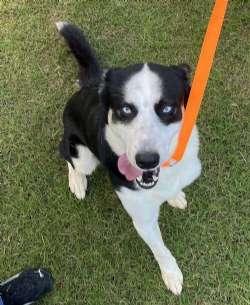 Enlarge Sky, a ADOPTABLE mixed breed image 2/3