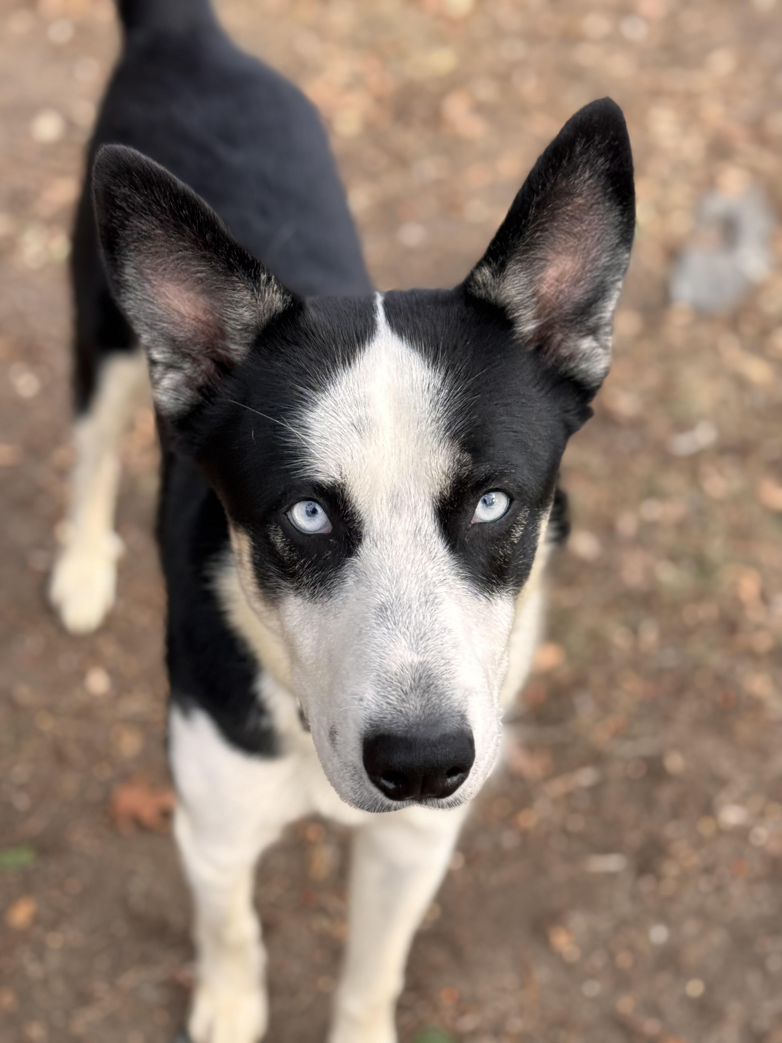 Enlarge Sky, a ADOPTABLE mixed breed image 3/3