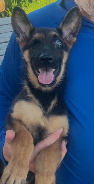 Enlarge Lucy, a Adoptable German Shepherd Dog in Etobicoke, ON image 1/3