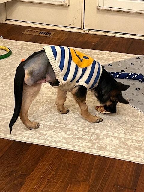 Enlarge Lucy, a Adoptable German Shepherd Dog in Etobicoke, ON image 2/3