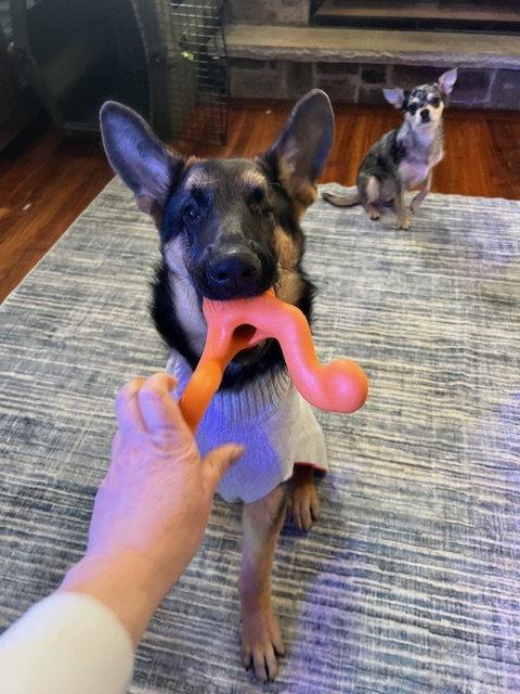 Enlarge Lucy, a Adoptable German Shepherd Dog in Etobicoke, ON image 3/3