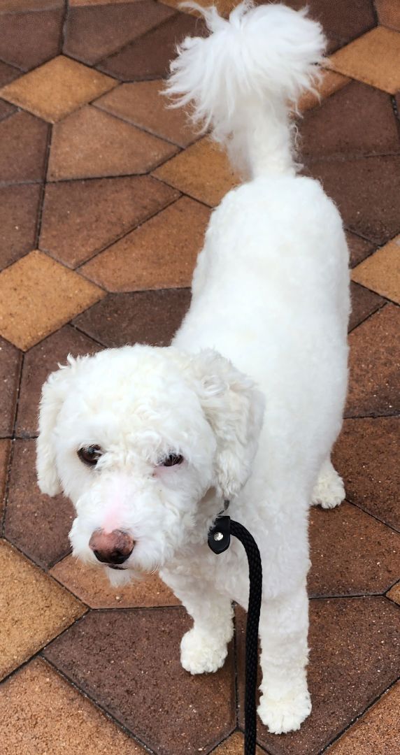 Enlarge Prince, a Adopted mixed breed in Torrance, CA image 1/2