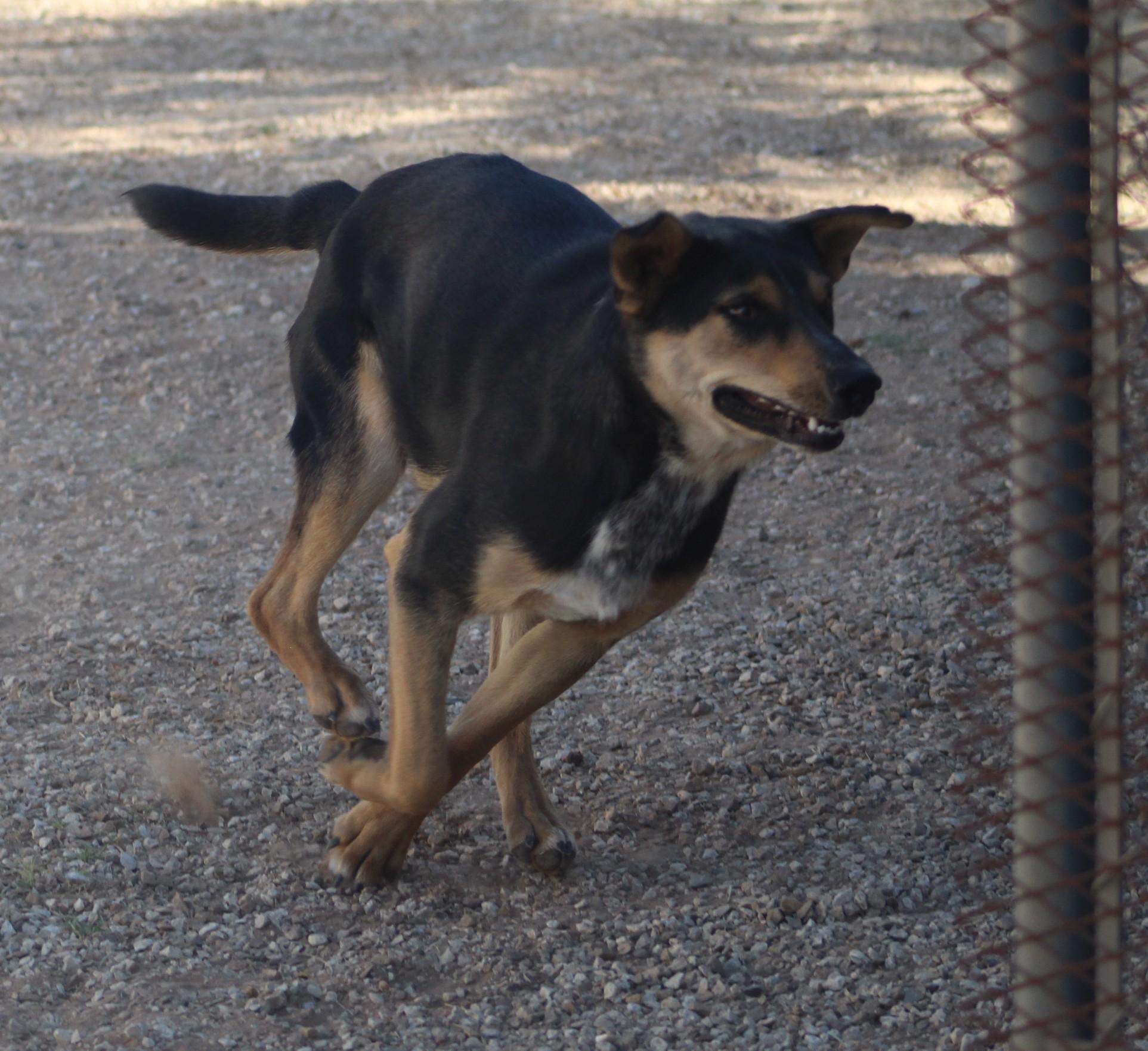 Enlarge Darla, an adoptable mixed breed in Post, TX image 2/6