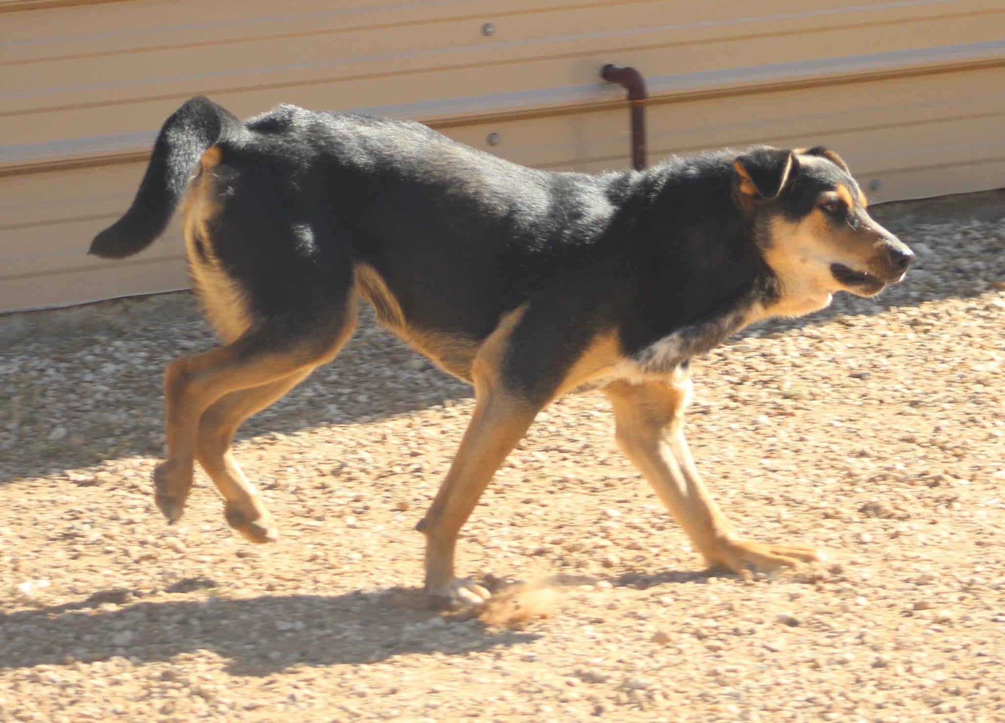 Enlarge Darla, an adoptable mixed breed in Post, TX image 5/6