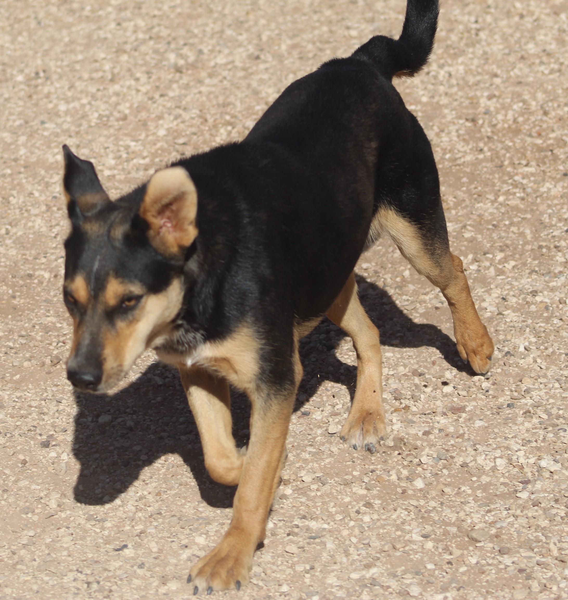 Enlarge Darla, an adoptable mixed breed in Post, TX image 6/6