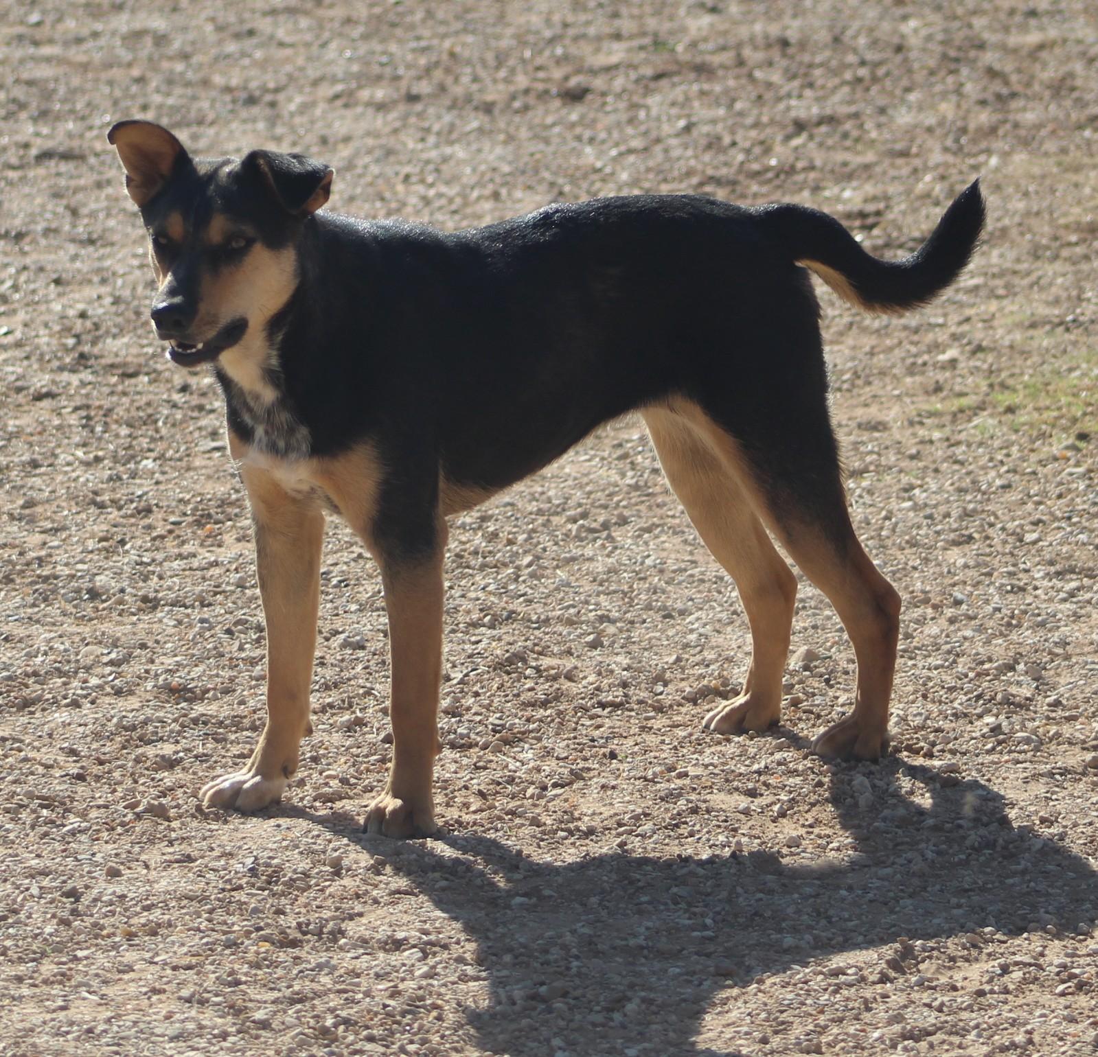 Darla, adoptable, Adult Female Pit Bull Terrier & Labrador Retriever.