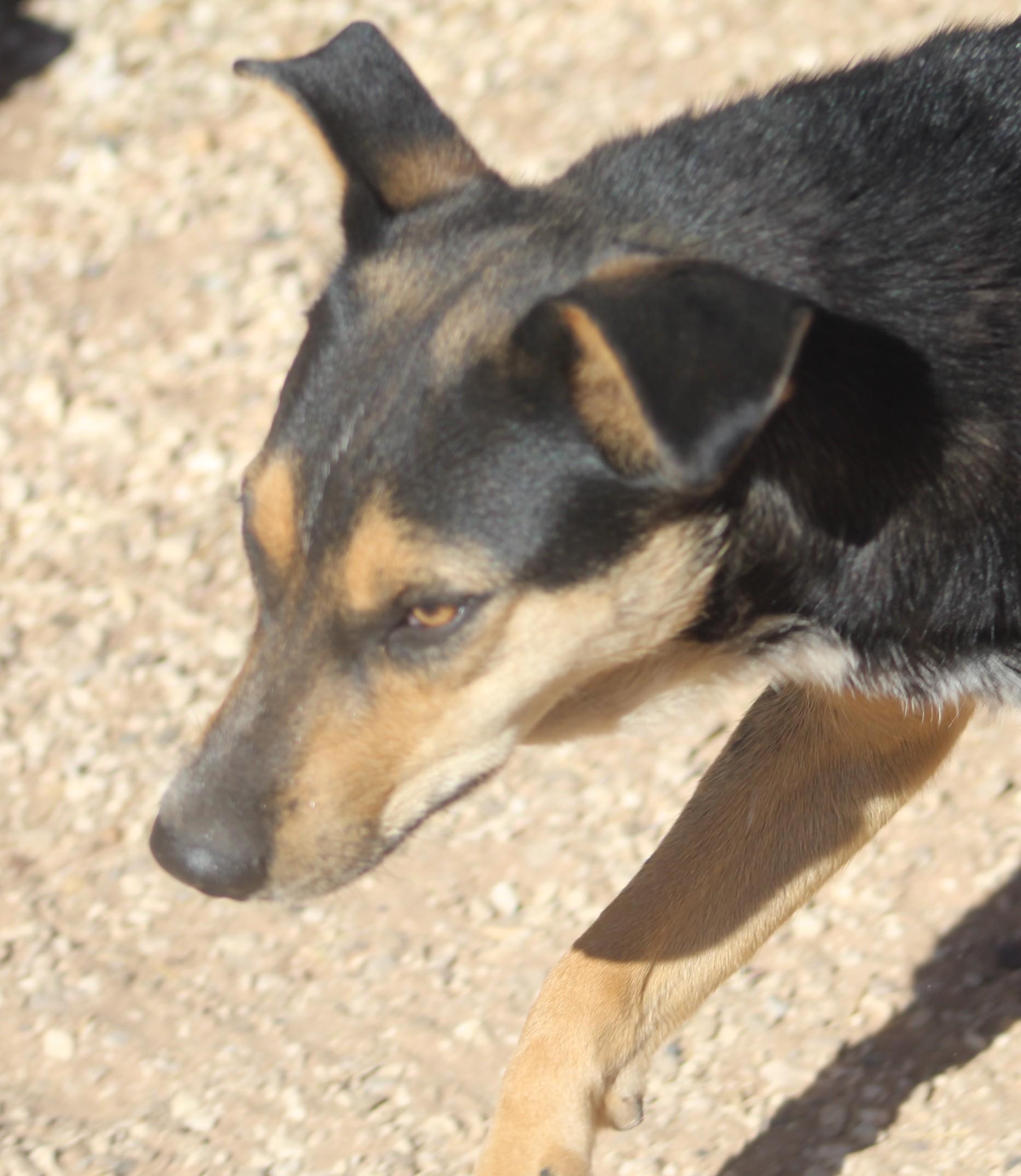 Enlarge Darla, an adoptable mixed breed in Post, TX image 4/6
