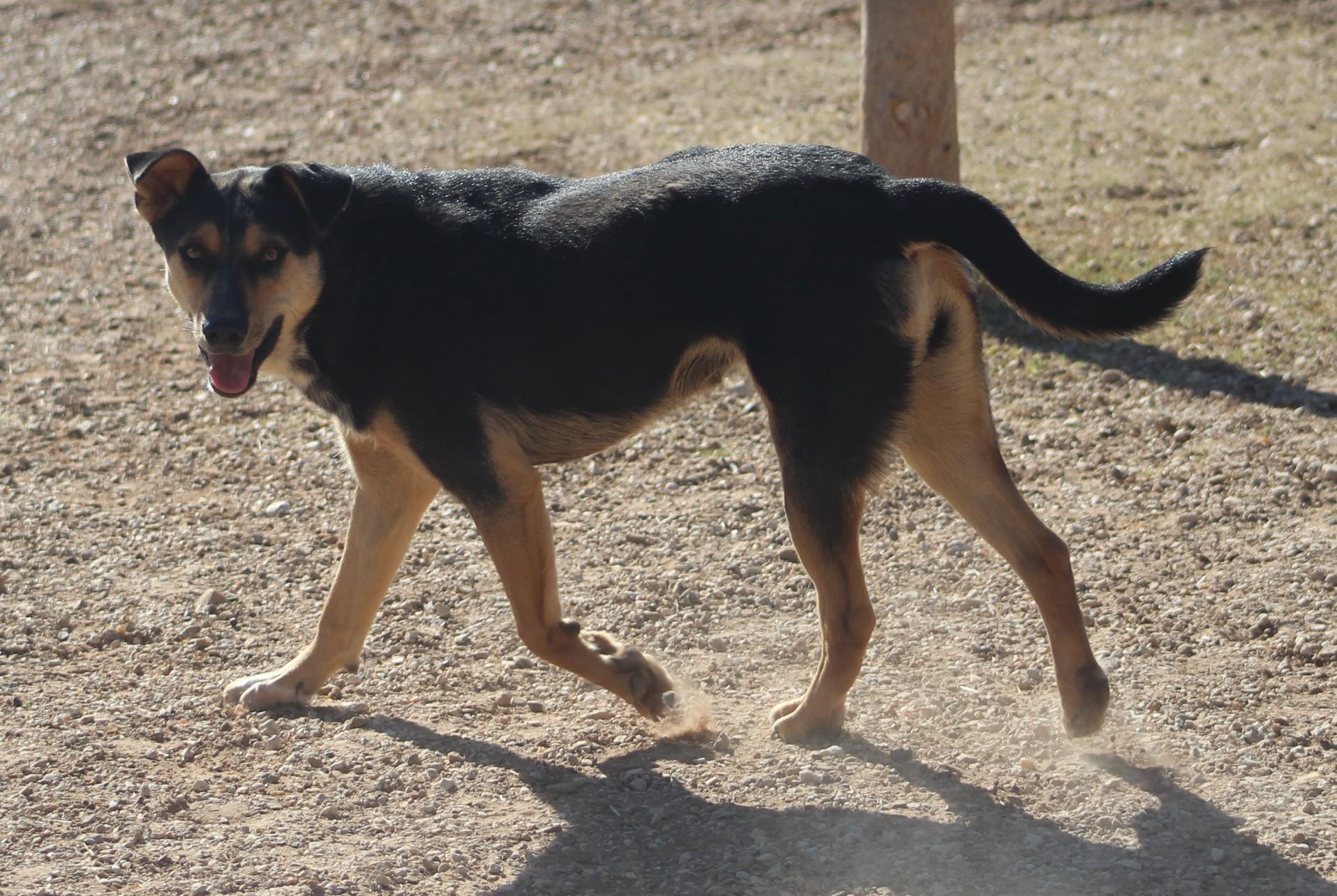 Enlarge Darla, an adoptable mixed breed in Post, TX image 3/6