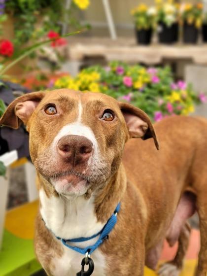 Amber Lynn - in foster!, Adoptable, Adult Female Mixed Breed.