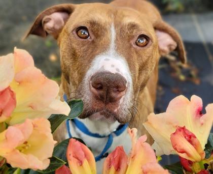 Enlarge Amber Lynn - in foster!, a Adoptable Mixed Breed in Fairfax, VA image 2/3