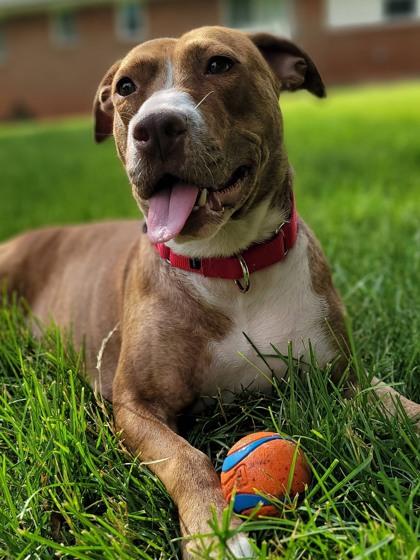 Enlarge Amber Lynn - in foster!, a Adoptable Mixed Breed in Fairfax, VA image 3/3