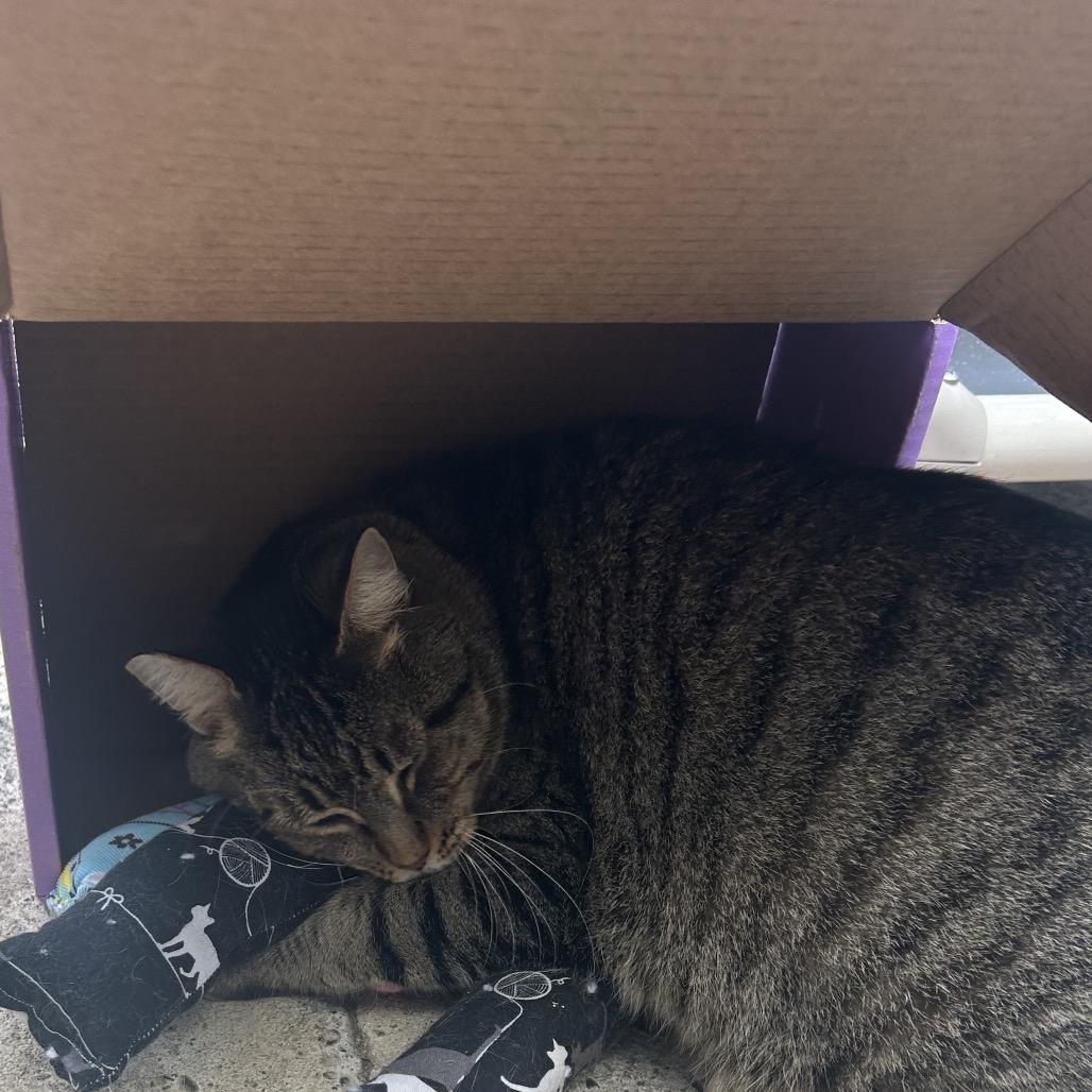 Aspen, Adoptable, Adult Male Domestic Short Hair.