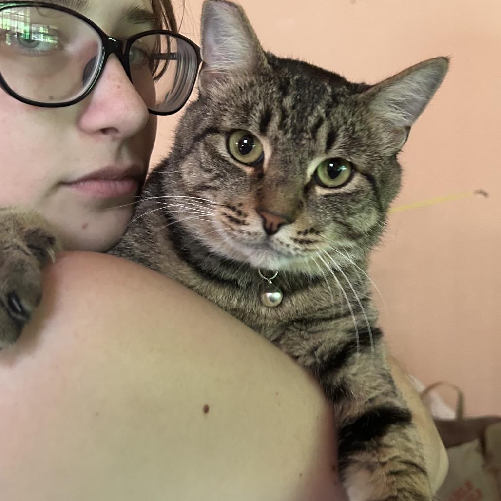 Enlarge Aspen, a Adoptable Domestic Short Hair in Veneta, OR image 1/1