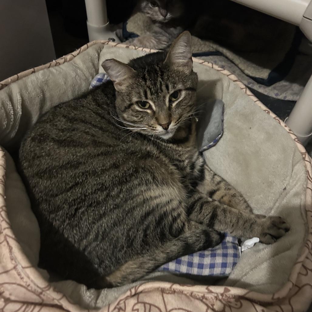 Aspen, a Adoptable Domestic Short Hair in Veneta, OR image 2/2