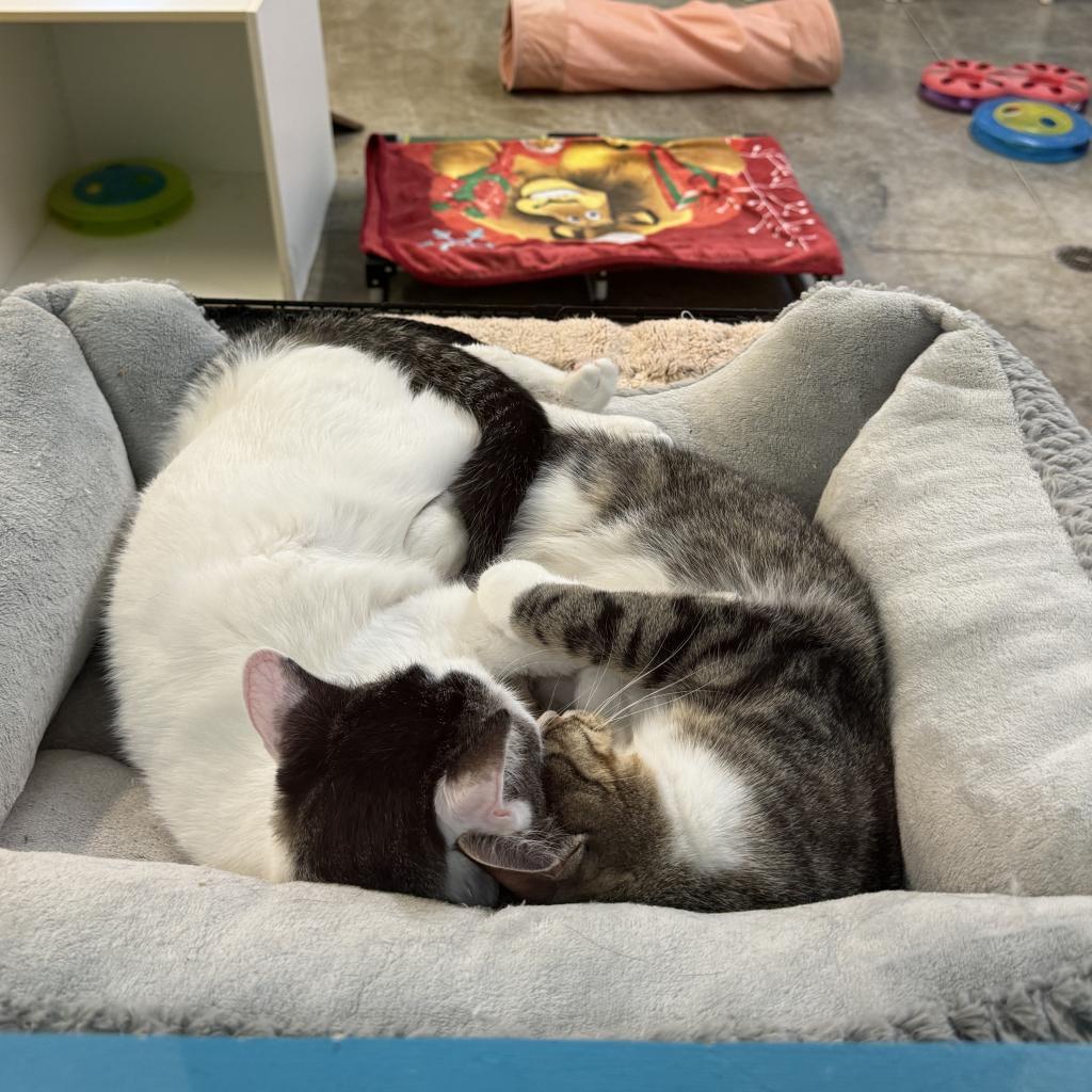 MacGregor, a Adoptable Domestic Short Hair in Albert Lea, MN image 1/6