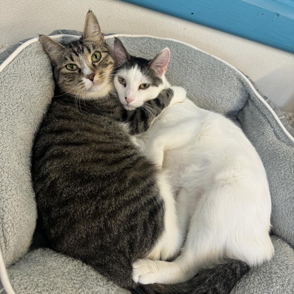 MacGregor, a Adoptable Domestic Short Hair in Albert Lea, MN image 2/6