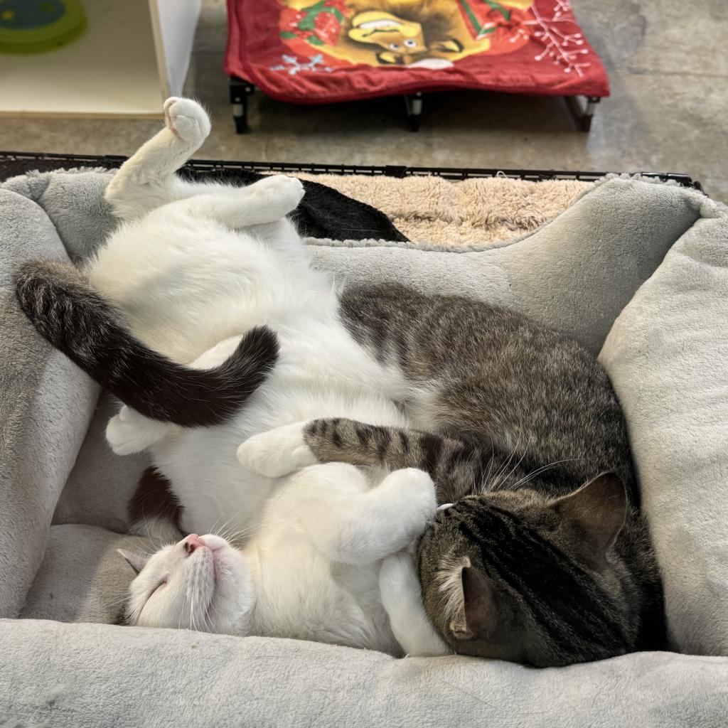 MacGregor, a Adoptable Domestic Short Hair in Albert Lea, MN image 3/6