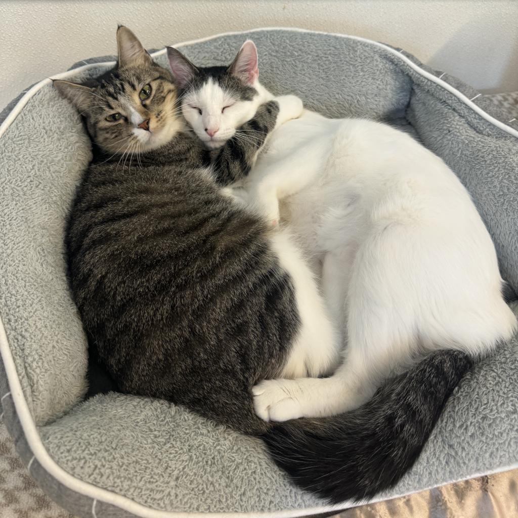 MacGregor, a Adoptable Domestic Short Hair in Albert Lea, MN image 4/6