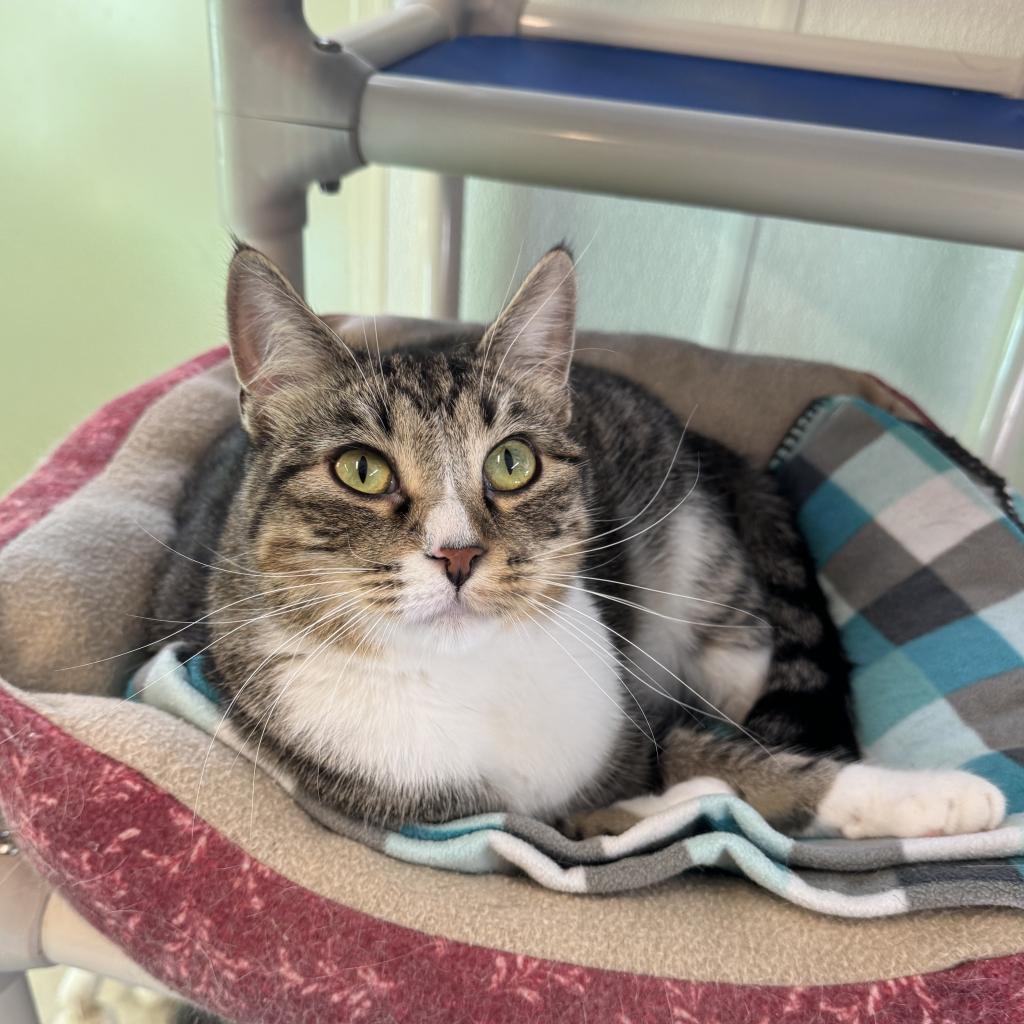 MacGregor, a Adoptable Domestic Short Hair in Albert Lea, MN image 5/6