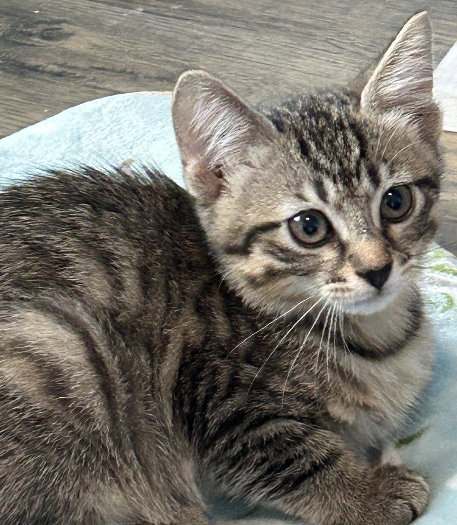 Karlie, Adoptable, Kitten Female Domestic Short Hair.