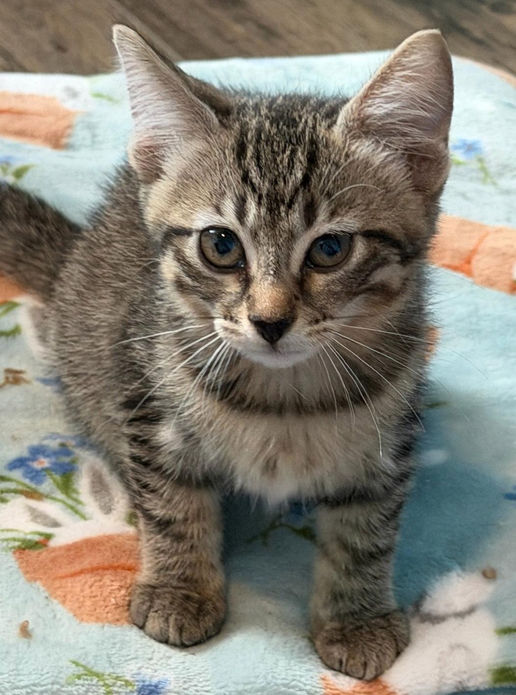 Karlie, a Adoptable Domestic Short Hair in Alvin, TX image 2/3