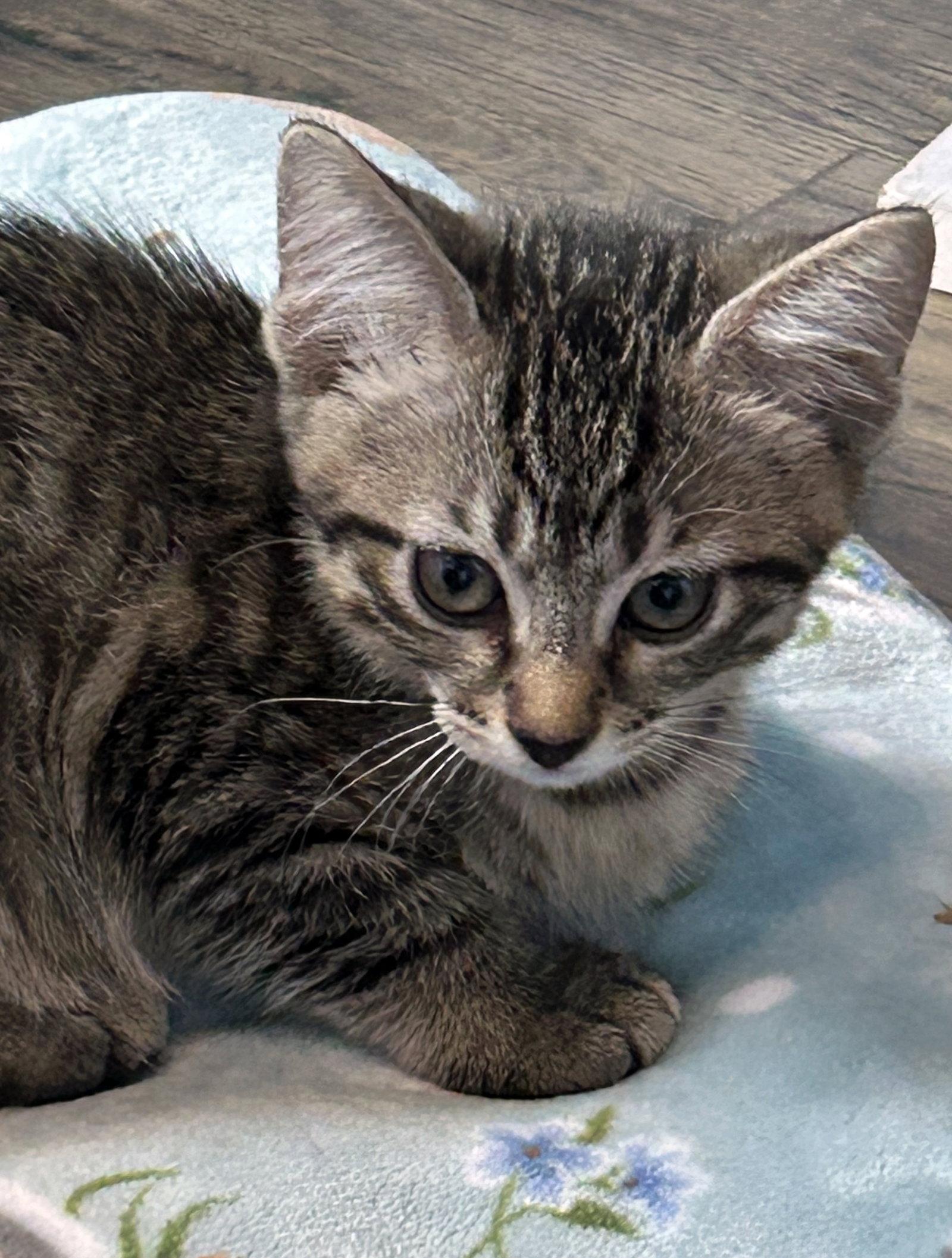 Karlie, a Adoptable Domestic Short Hair in Alvin, TX image 3/3