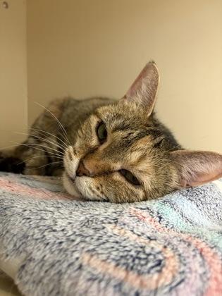 Enlarge Twila, a Adoptable mixed breed in Westland, MI image 1/2