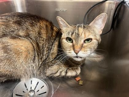 Enlarge Twila, a Adoptable mixed breed in Westland, MI image 2/2