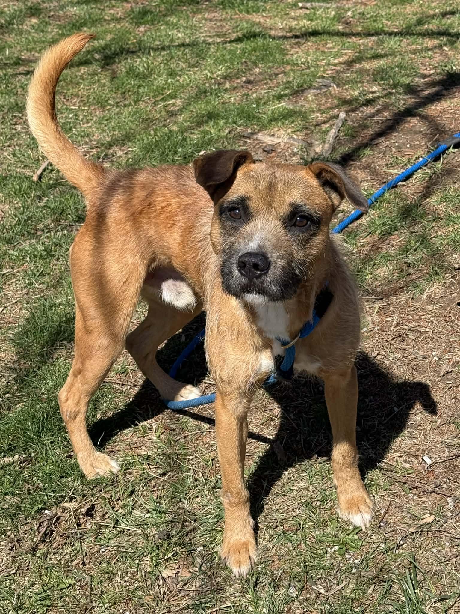 Enlarge Fergus, a ADOPTABLE Border Terrier in Springfield, IL image 4/4