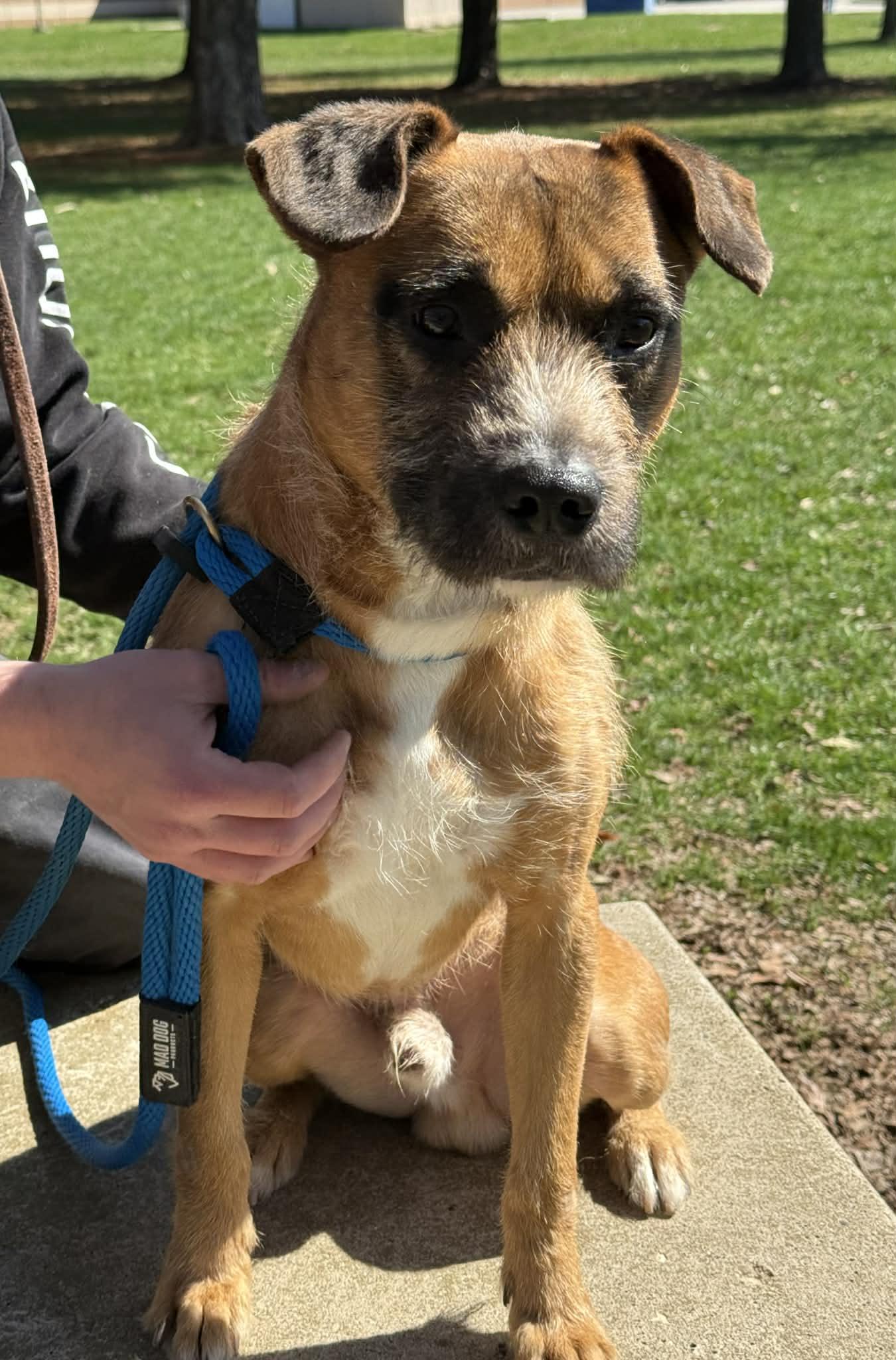 Enlarge Fergus, a ADOPTABLE Border Terrier in Springfield, IL image 3/4