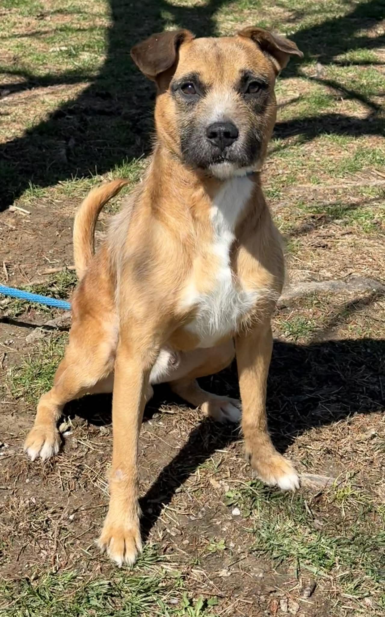 Fergus, ADOPTABLE, Adult Male Border Terrier.