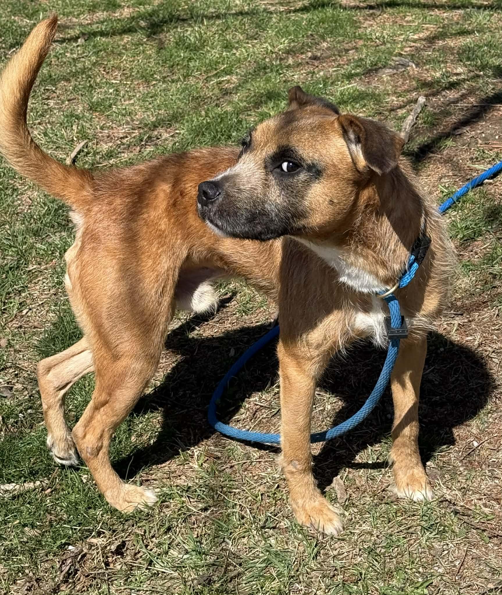 Enlarge Fergus, a ADOPTABLE Border Terrier in Springfield, IL image 2/4