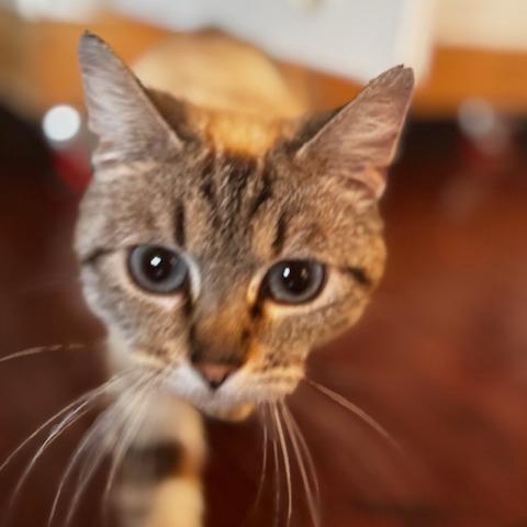 Lady Tansabelle, Adoptable, Young Female Domestic Short Hair & Siamese.