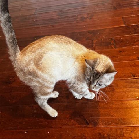 Enlarge Lady Tansabelle, a Adoptable mixed breed in Riverside, CA image 2/5