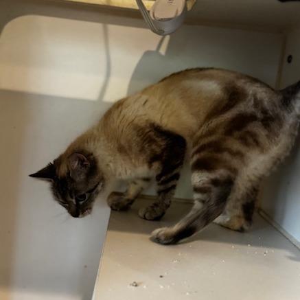 Enlarge Lady Tansabelle, a Adoptable mixed breed in Riverside, CA image 4/5