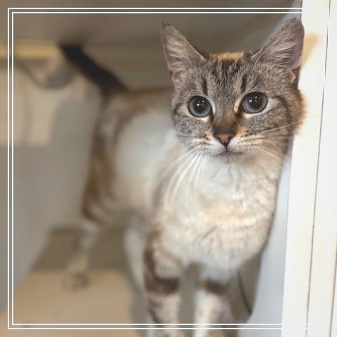 Enlarge Lady Tansabelle, a Adoptable mixed breed in Riverside, CA image 5/5