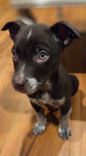 Enlarge Stuart, an adopted mixed breed in Oswego, IL image 3/3