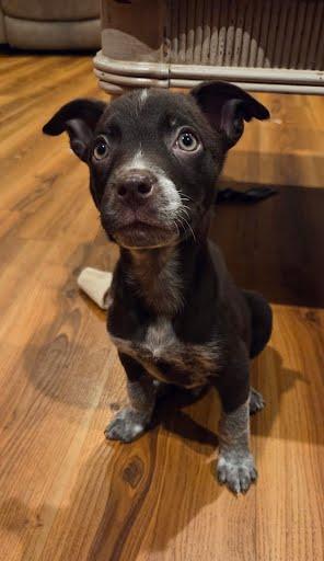 Enlarge Stuart, an adopted mixed breed in Oswego, IL image 1/3