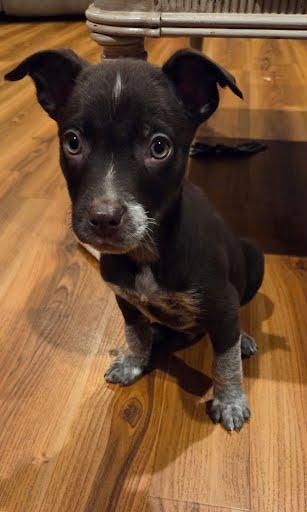 Enlarge Stuart, an adopted mixed breed in Oswego, IL image 2/3